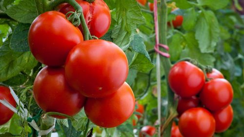 Почему трескаются помидоры при созревании: причины и способы решения