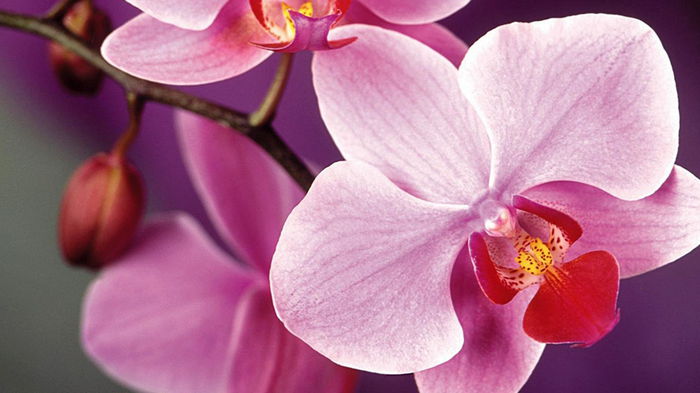 Как правильно пересадить орхидею в домашних условиях: 5 шагов
