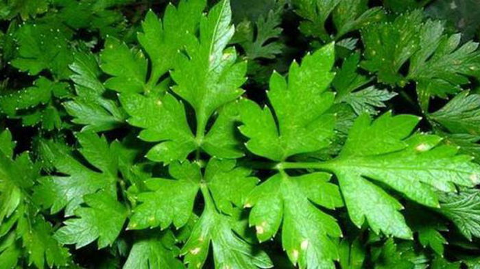 Петрушка: преимущества и польза листьев петрушки