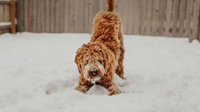 Почему собаки едят снег