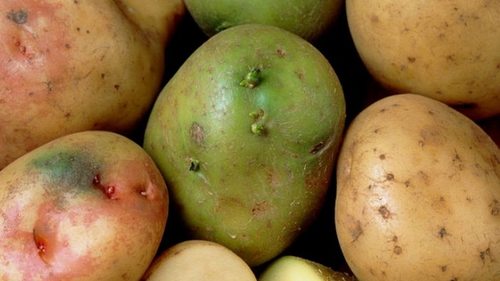 Такой картофель ядовит для человека: эксперт объяснил, от каких плодов следует отказаться