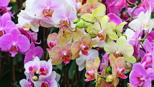 Почему нельзя держать орхидеи дома: названы 4 причины
