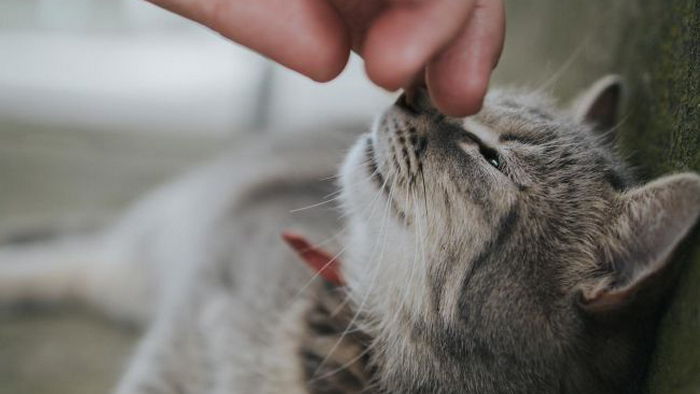 Почему кота нельзя кормить из рук? Ответ вас удивит