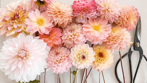 Какие цветы дарить женщине в праздники и что они означают