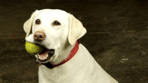 10 лайфхаков, которые должен знать каждый владелец собаки