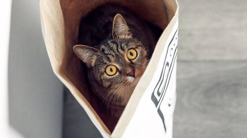 Почему кошка залезает в пакет и грызет его: не упустите тревожный сигнал