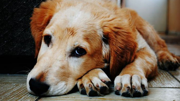 Почему собака постоянно грызет свои лапы: названы самые частые причины
