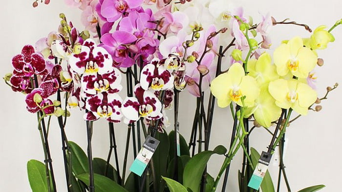 4 полезных совета в выращивании орхидеи
