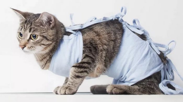 Стерилизация кошки: нужна ли и почему
