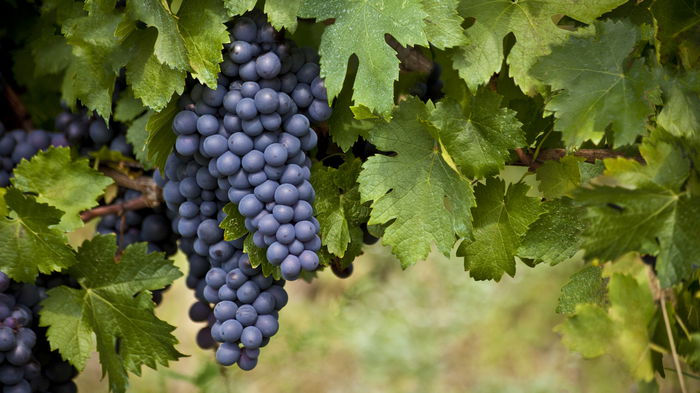 Вот чем нужно подкормить виноград весной, чтобы был гигантский урожай