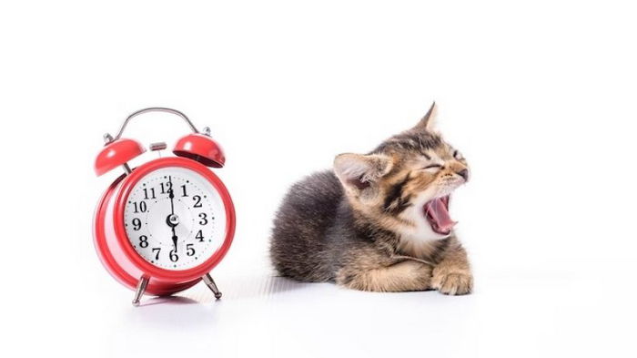 Мурлыкающий будильник. Как кошки узнают, когда вас следует будить и когда будет ужин