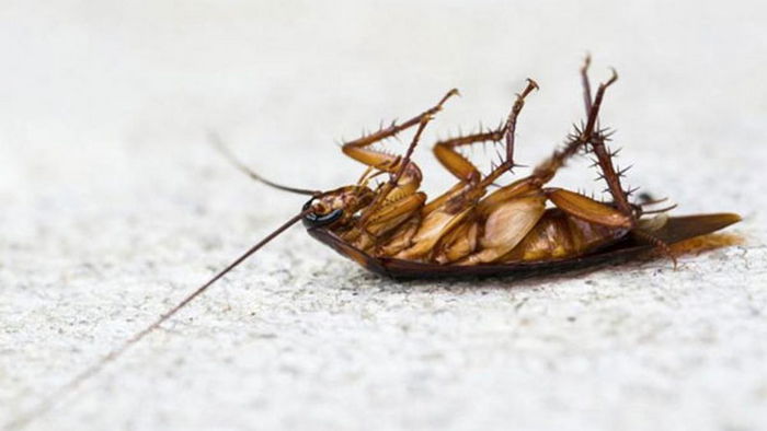 Что значит видеть во сне таракана: 4 самых распространенных толкования