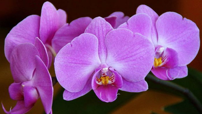 Орхидея как подарок. Кому ни в коем случае нельзя презентовать цветок