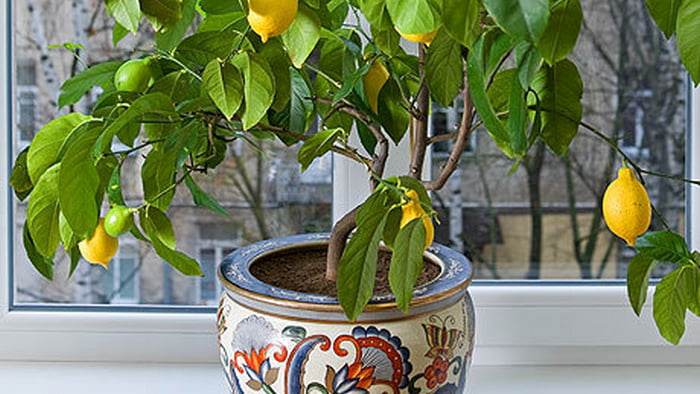 Как вырастить лимонное дерево в чашке