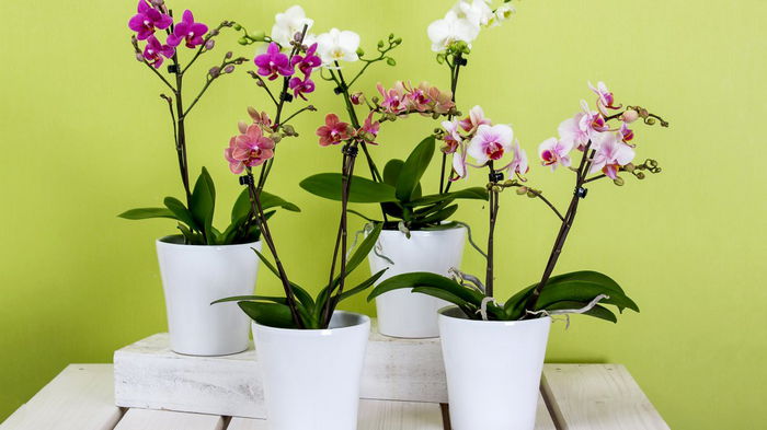 Почему не цветет орхидея: неожиданный лайфхак для пышного цветения