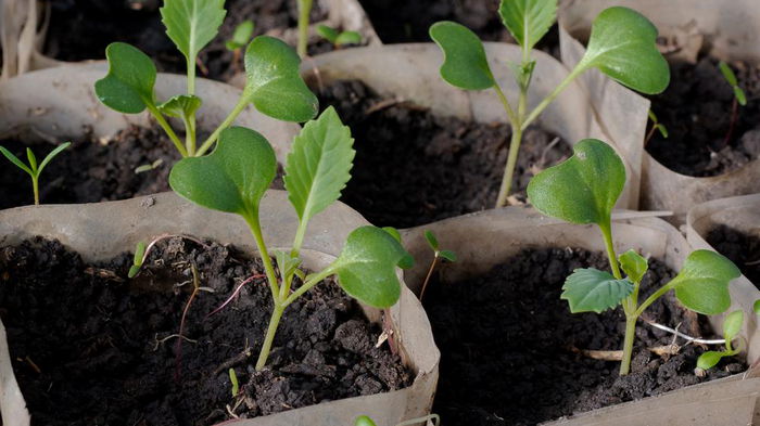 Самая лучшая рассада капусты: как прорастить и посадить семена