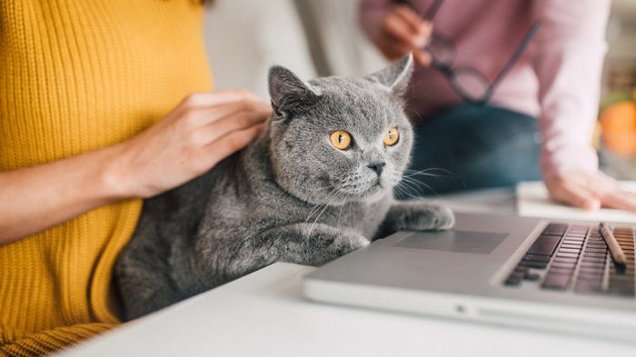 Лапы прочь. Как отвадить котов и кошек от компьютеров и ноутбуков