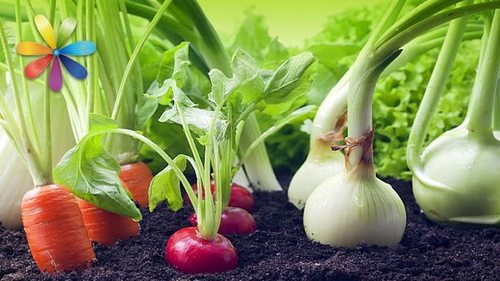 8 овощей, которые можно купить один раз и потом выращивать всегда