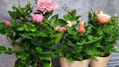 Как вырастить дома роскошную комнатную розу: правила ухода