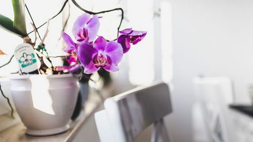 Корни орхидеи расскажут, что цветок в опасности: вот тревожные признаки
