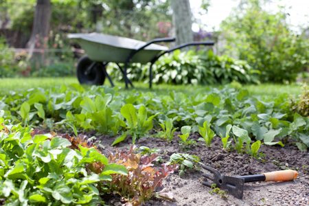 Как поливать кабачки — садоводы рассказали, чего категорически нельзя делать