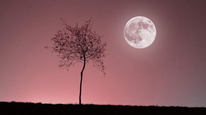 Розовая Луна: что означает цвет полнолуния в апреле 2023