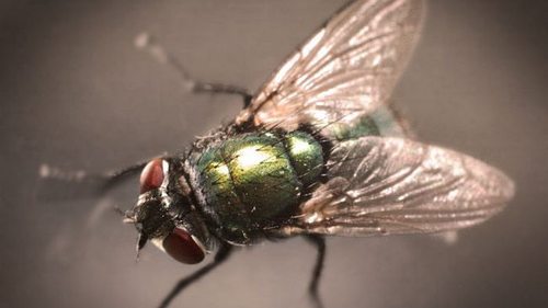 Простые до гениального способы отпугнуть мух от вашего дома