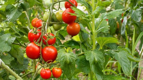 Не делайте так никогда: ошибки, из-за которых будет плохой урожай помидоров