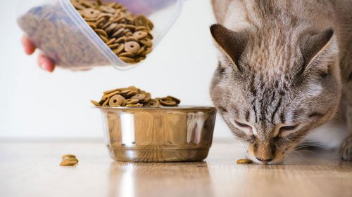 Никогда не кормите этим кота: как не навредить питомцу