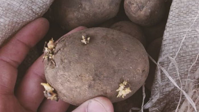 Эти ошибки при посадке картофеля могут оставить вас без урожая