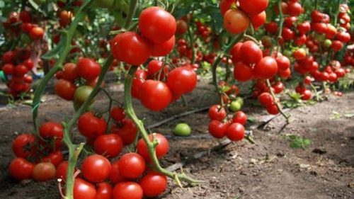 Посадили и забыли: 7 неприхотливых сортов низкорослых помидоров