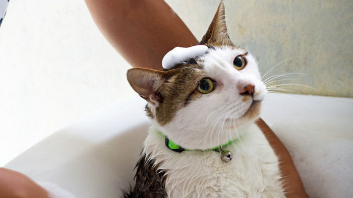 Какие породы кошек любят купаться: топ-3 водолюбов