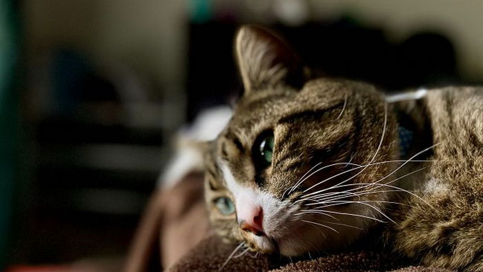 Как понять, что ваш кот заболел: когда нужно быстро обратиться к ветеринару