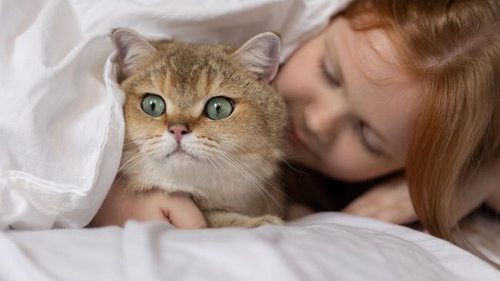 7 популярных мифов об уходе за котами, которым верить не стоит