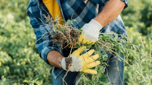 Сорняки на огороде: как избавиться и потом использовать в хозяйстве