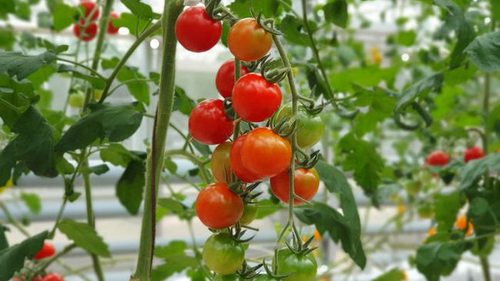 Чем удобрять помидоры, чтобы быстрее собирать плоды