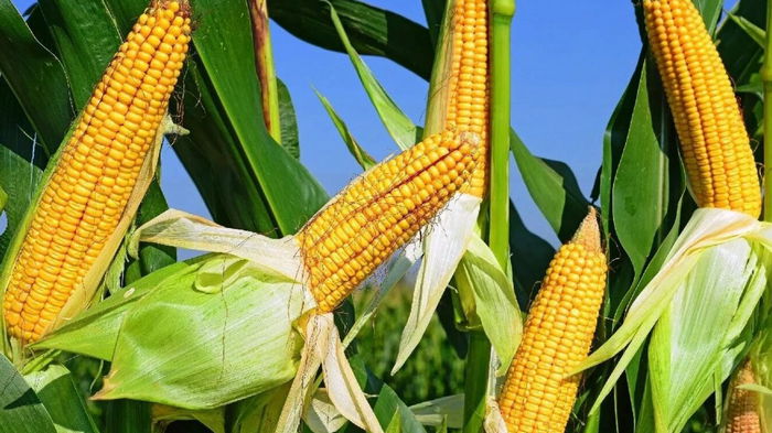 Когда собирать и хранить кукурузу: сроки и признаки спелой культуры