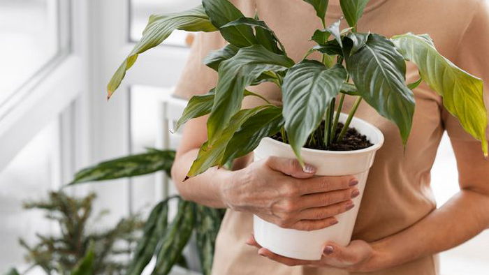 Вы уверены, что правильно поливаете комнатные растения?