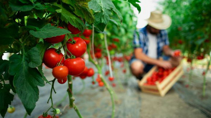 5 ошибок при выращивании помидоров, из-за которых вы рискуете остаться без урожая