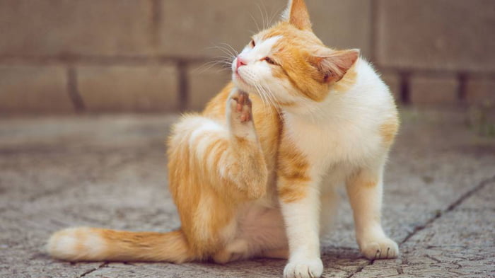 Как избавиться от блох у кошек без химии