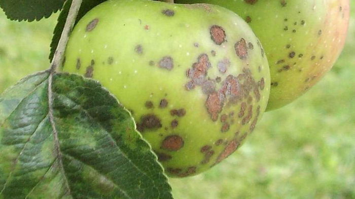 Парша яблонь: чем обработать сад, чтобы грибок ушел навсегда