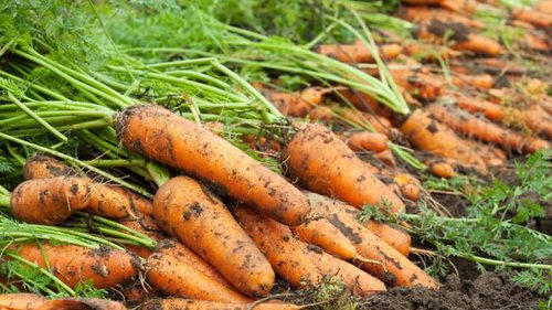 Взойдет на 5-й день! Как посадить морковь, чтобы получить рекордный урожай