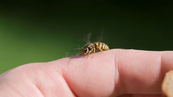 Что делать, если укусила пчела: правила первой помощи, которые могут спасти жизнь