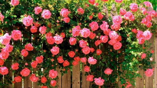 Как лечить розы без «химии»: народные средства от тли, ржавчины и друг...