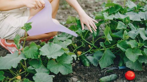 Чем полить огурцы, чтобы росли, «как на дрожжах»: секрет от умелой огородницы