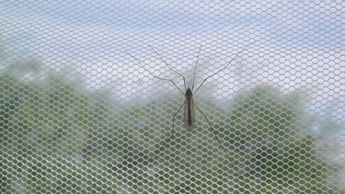 Надежная защита от комаров и других насекомых: как быстро сделать москитную сетку своими руками