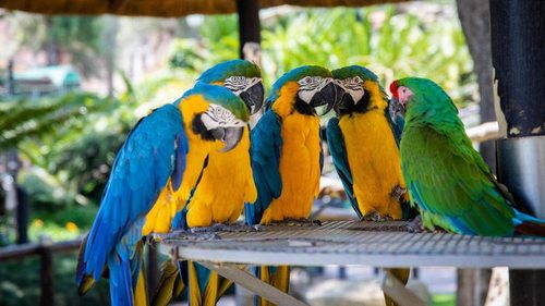 Как очень быстро научить попугая разговаривать: простые лайфхаки