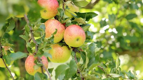 Чем можно подкормить яблоню в июне, чтобы получить большой урожай