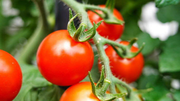 Рискуете потерять весь урожай: нужно ли поливать помидоры каждый день