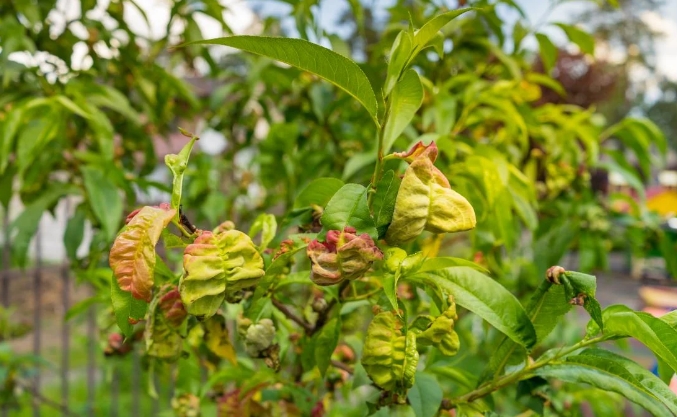 Чтобы не потерять весь урожай: как убрать курчавость листьев на персике